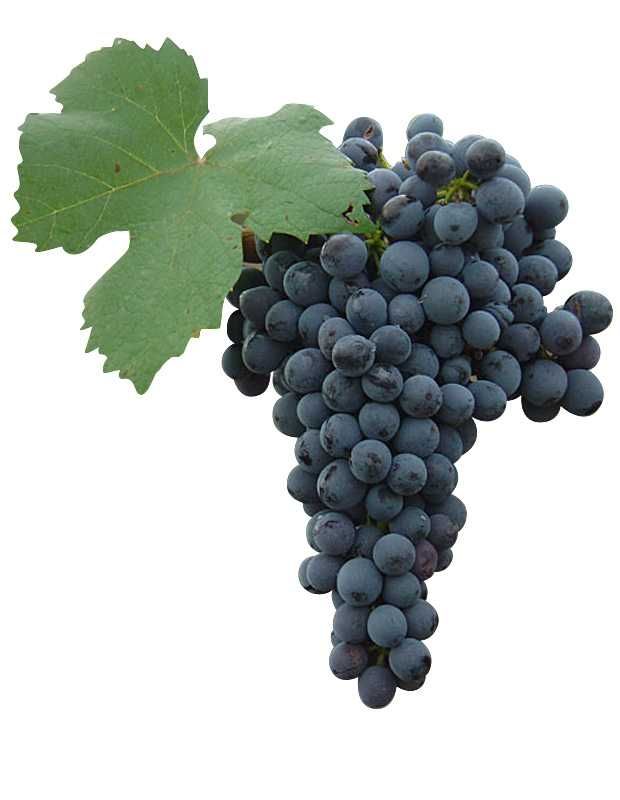 Vendo uvas tintas para vinificação