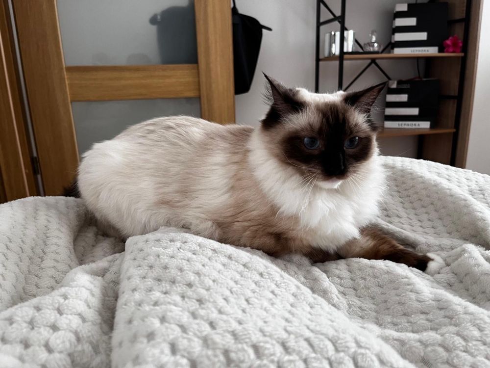 Ragdoll kotka ragdoll