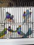Diamantes de gould