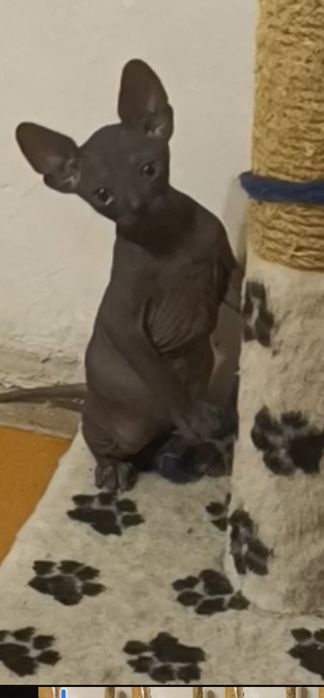 Котята Донського сфінкса.