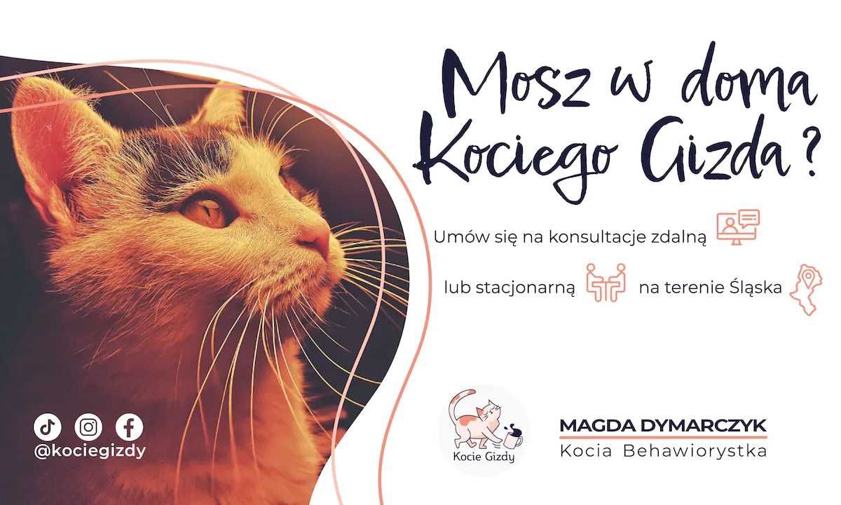 Behawiorysta kotów dietetyk kotów zoodietetyk