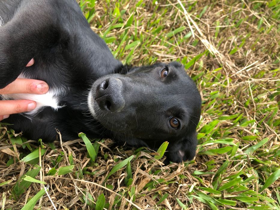 Eça - cachorro para adoção de porte medio