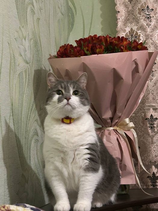 Віддам кота безкоштовно в хороші руки