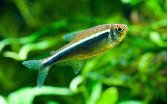 Neon Czarny - Bystrzyk Axelroda