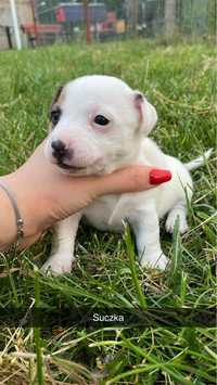 Jack Russell Terrier