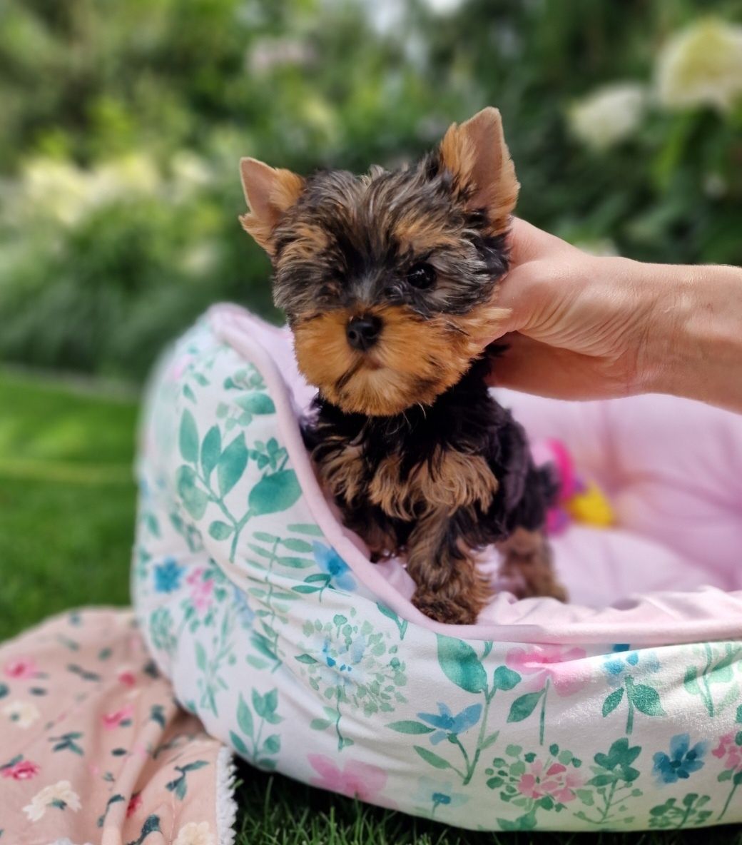 Yorkshire Terrier SUCZKA York FCI ZKwP