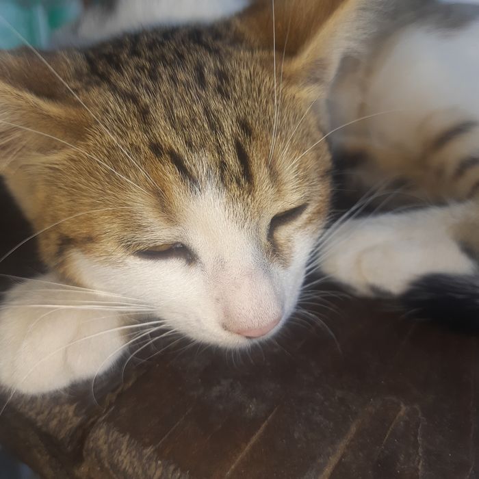 Отдам котят в хорошие руки бесплатно