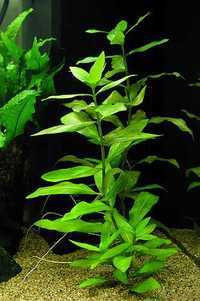 Hygrophylla polysperma roślina akwariowa