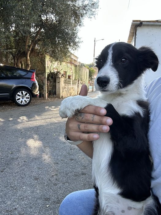 Excelente Menino border collie 3 meses