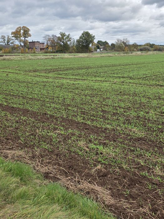 Działki orne uprawne