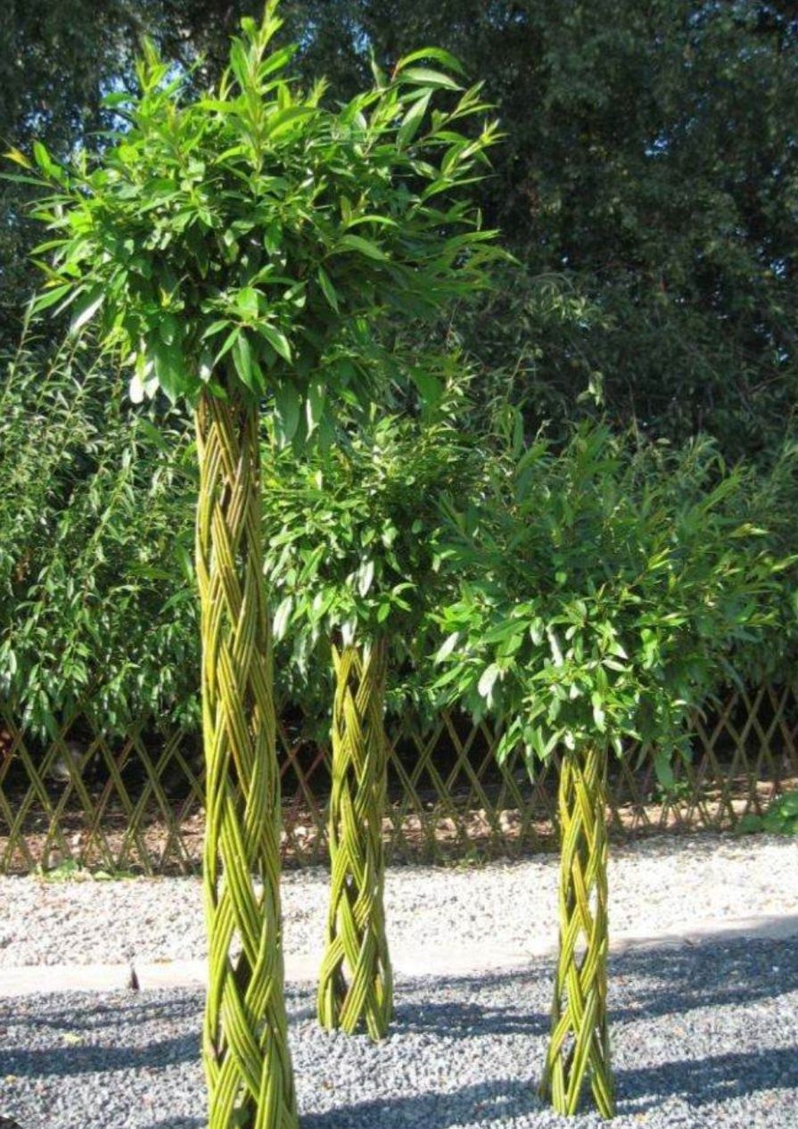 Wierzba pleciona, salix americana