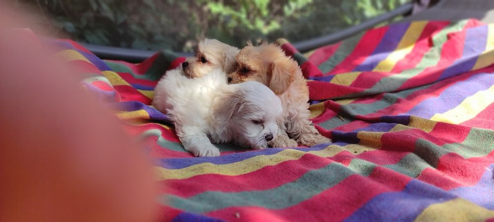 Maltipoo chłopiec Warszawa pudel maltańczyk