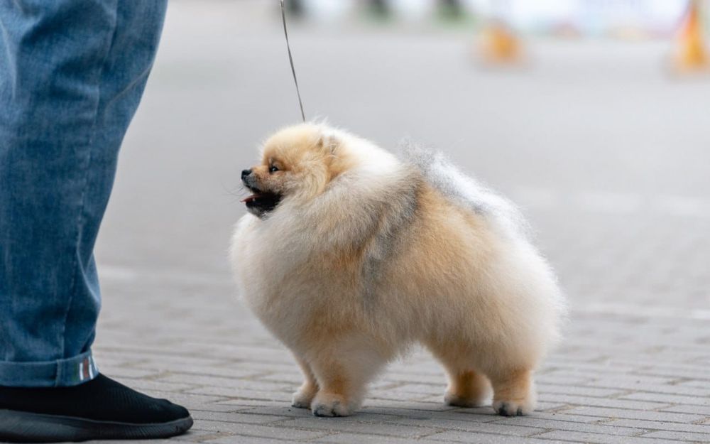 Szpic pomeranian suczka