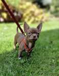 Chihuahua Sunia kolor czekoladowy z Hodowli Bajeczne Urwisy