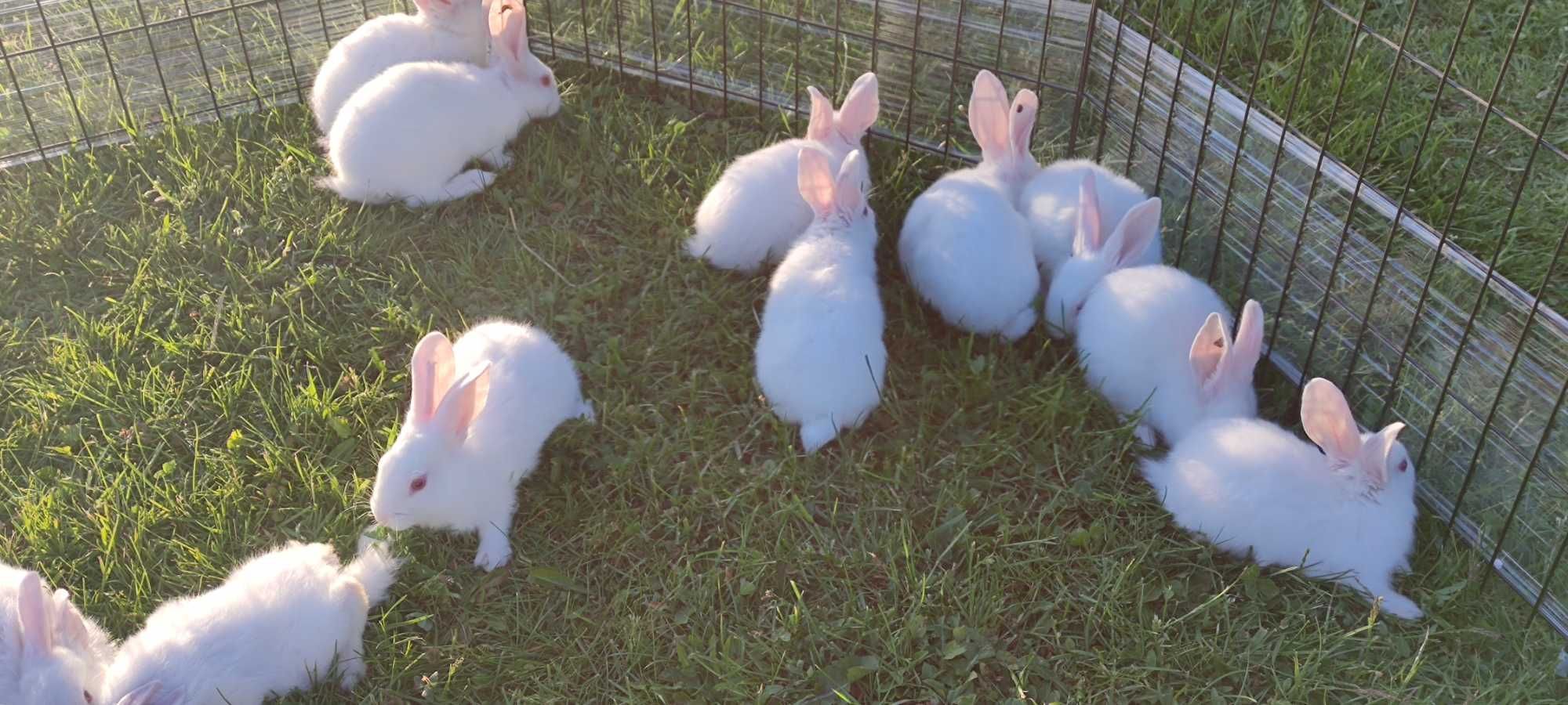 Młode króliki Termondzkie termondy