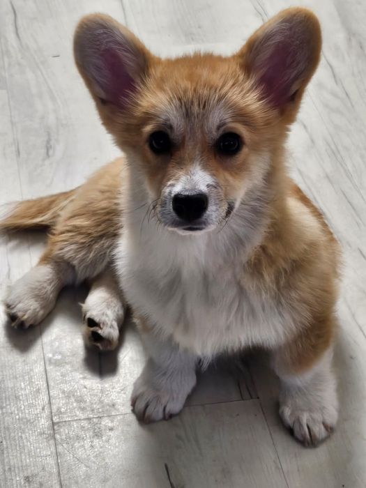 Welsh Corgi Pembroke FCI !!! Mocna budowa !!! Świetne geny !!!