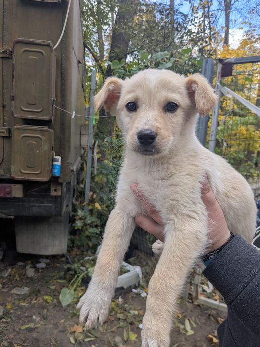 Щеня хлопчик Бублик шукає родину