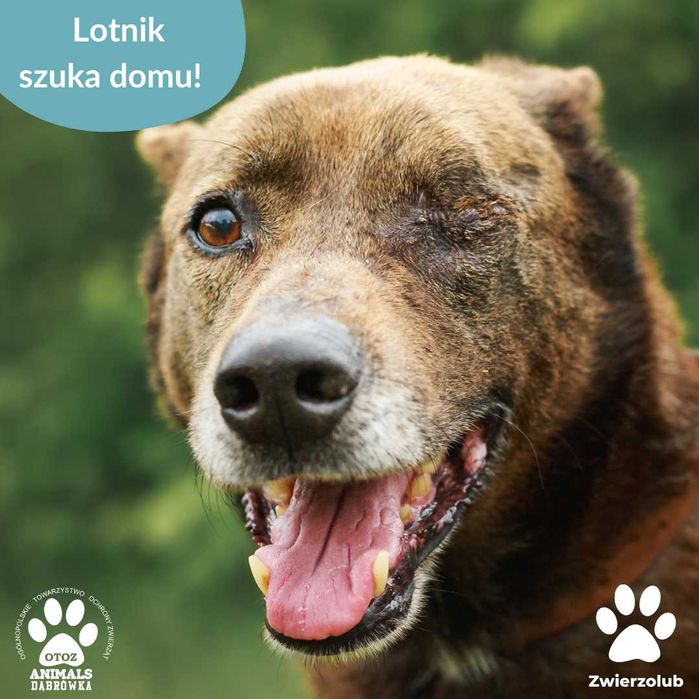 Lotnik szuka kochającego domu!