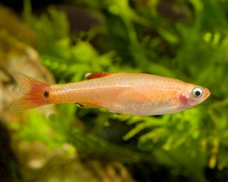 Kardynałek albino gold