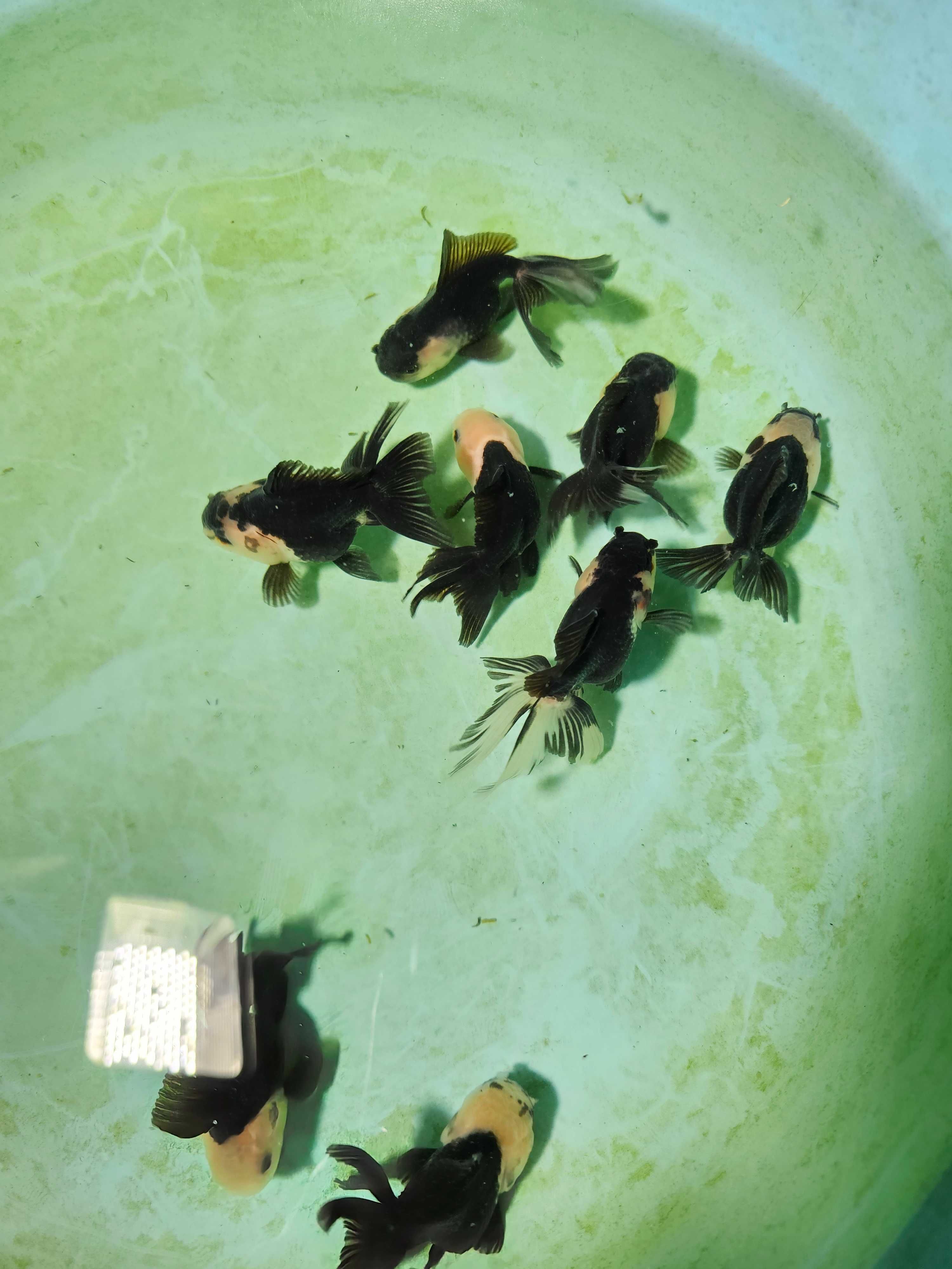 Kinguio oranda panda 8/9cm