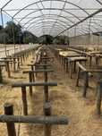 Estufa para produção agricola