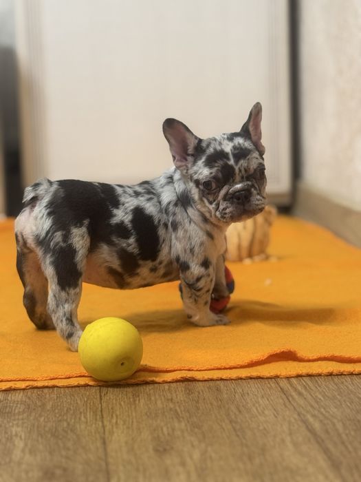 Ексклюзивна міні дівчинка