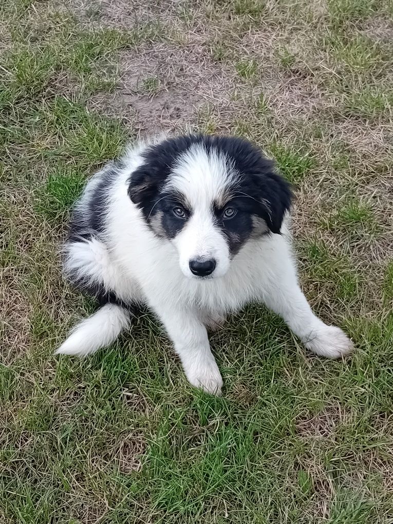 Border collie suczka