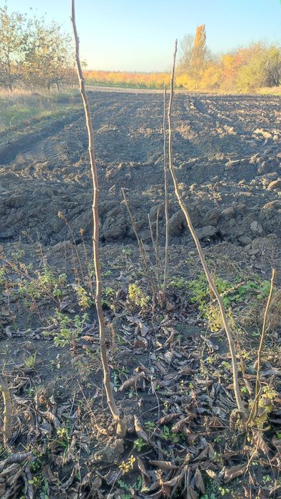 Продам садженці горіха (сортовий). 1,50м. Ціна: Договірна
