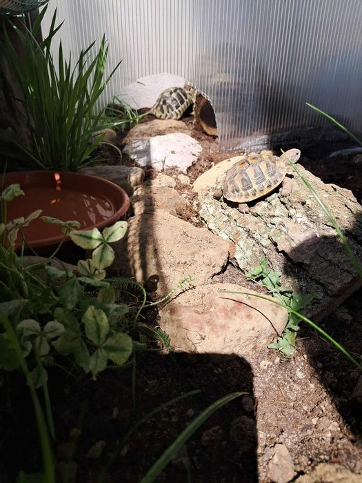 Terrarium I Żółwie