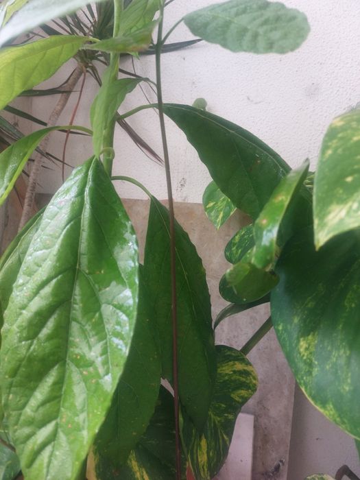 Árvore pera abacate