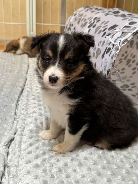 Owczarek szetlandzki sheltie szczeniak