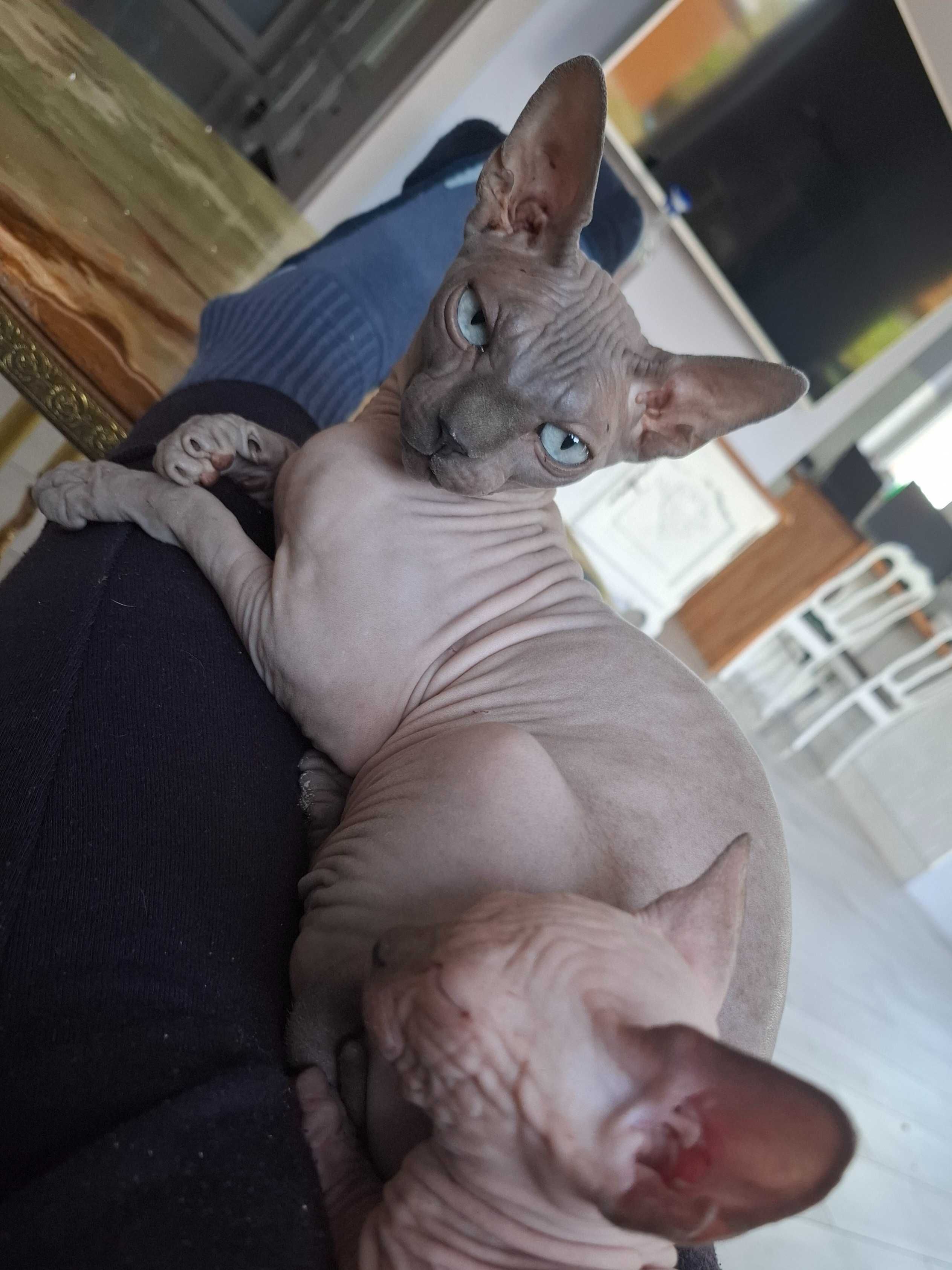 Sfinks Kanadyjski Koteczka Adopcja Płatna