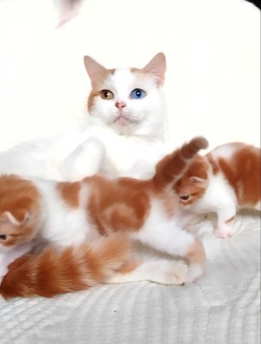 Шотландські найчарівніші сестрички в сонячному святковому забарвленні