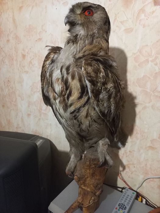 Продается чучело