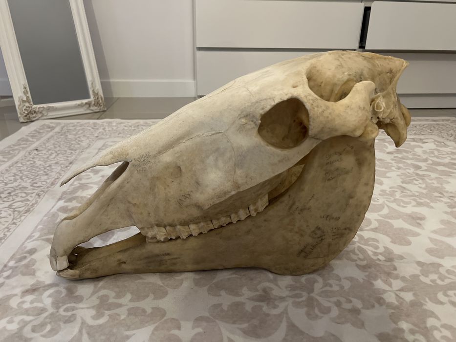 Dydaktyczna czaszka konia