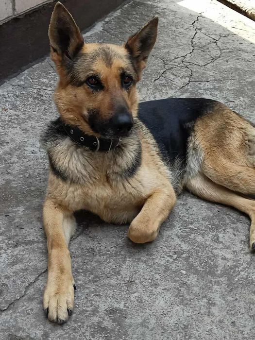 Пропала собака Шевчик