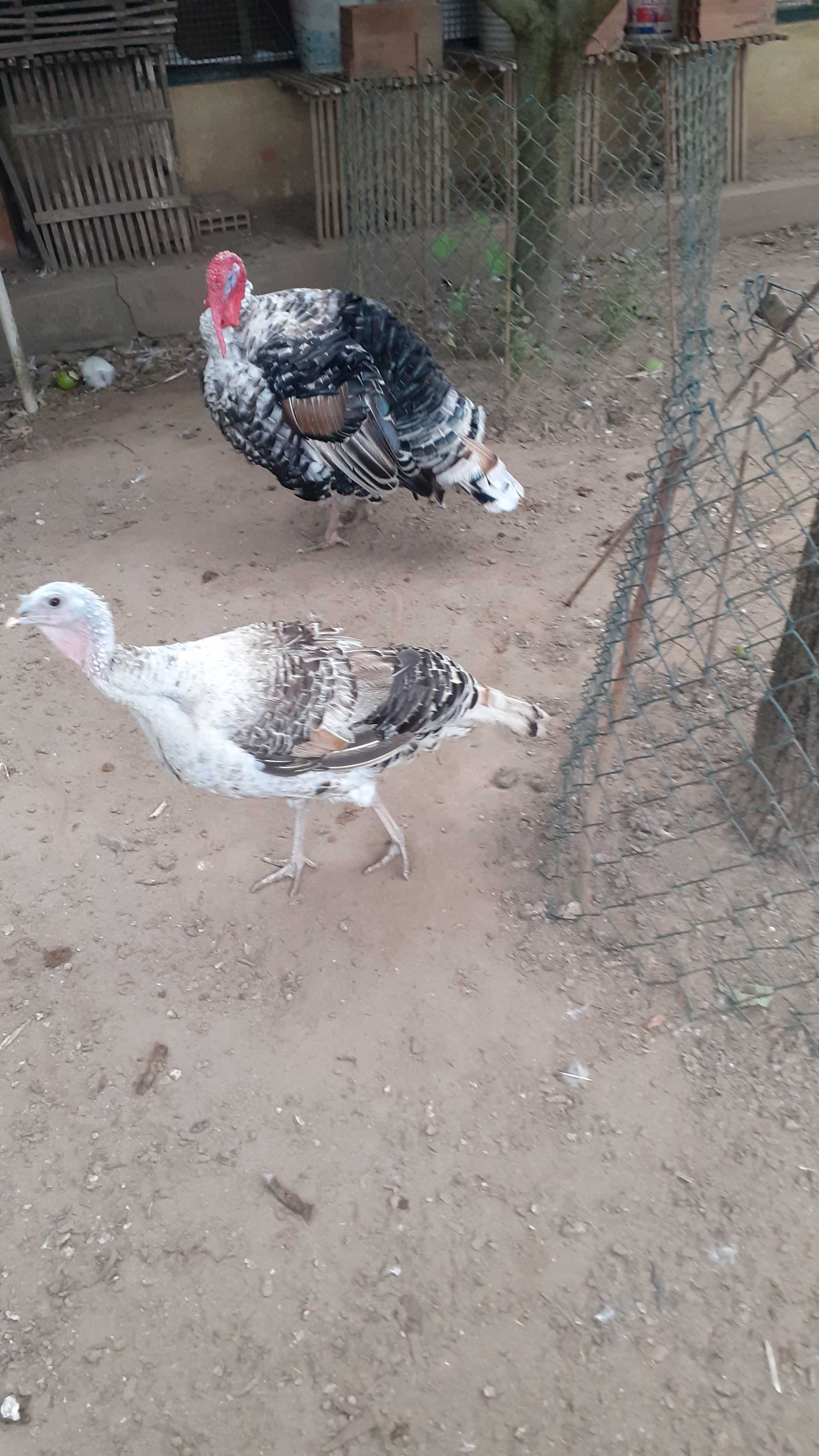 Ovos galados de perua Royal Palm e frangas Jersey gigante azul
