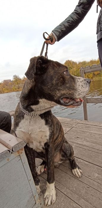 Зевс шукає родину , стаффорд /метис