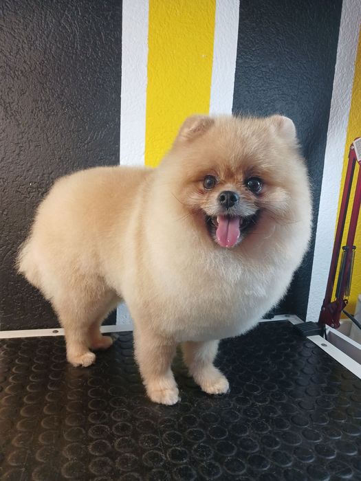 Вязка Шпиц Померанский