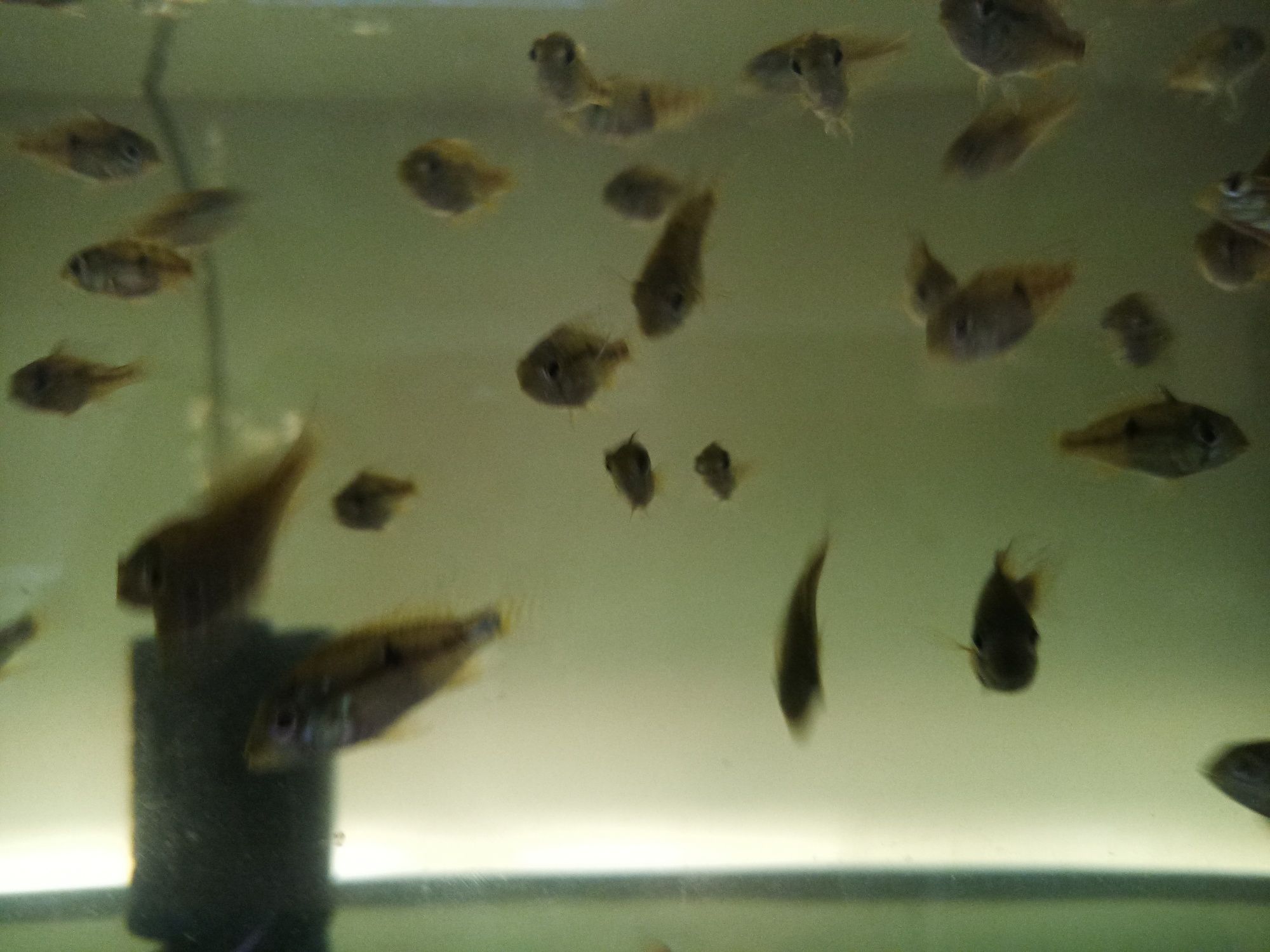 Ziemiojad brazylijski geophagus brasilensis
