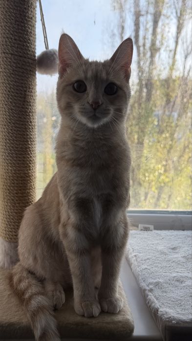 Віддам виховану дівчинку в добрі руки)