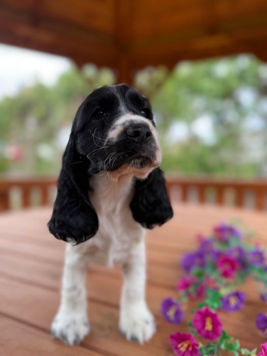 Wyjątkowa! Sunia Cocker Spaniel Angielski oreo z rodowodem