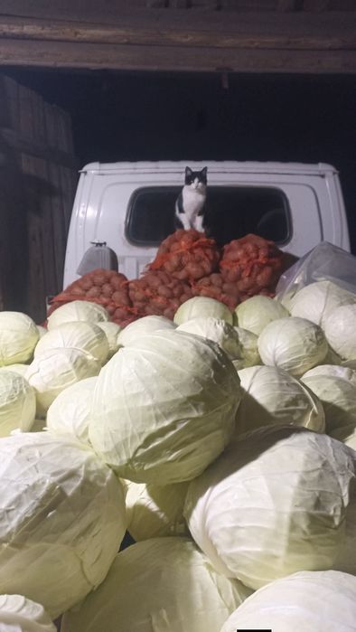 ziemniaki oberon smaczne do jedzenia, na placki i kapusta w główkach o