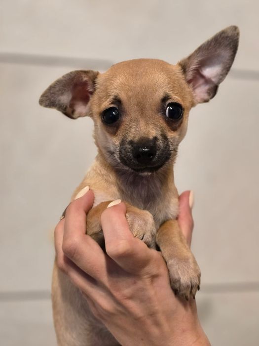 CHIHUAHUA piesek z metryką do odbioru