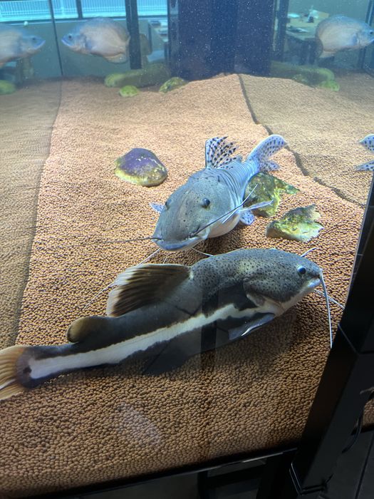 TSN e redtail juntos
