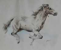 Plakat koń w galopie biegnący koń biały