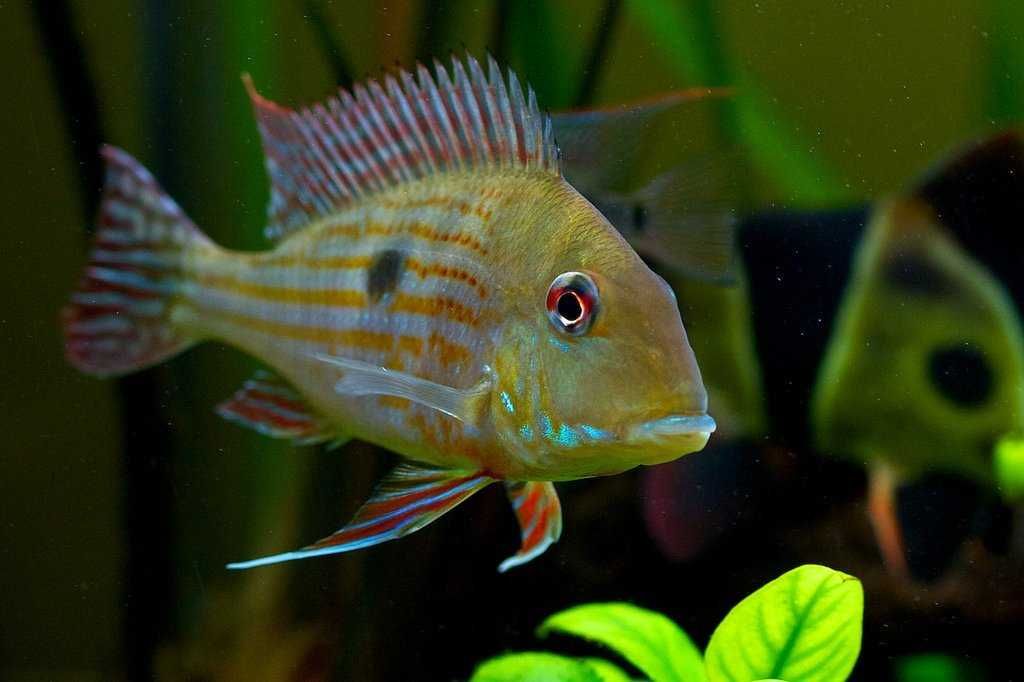 Ziemiojad surinamski - Geophagus surinamensis - dowóz, wysyłka