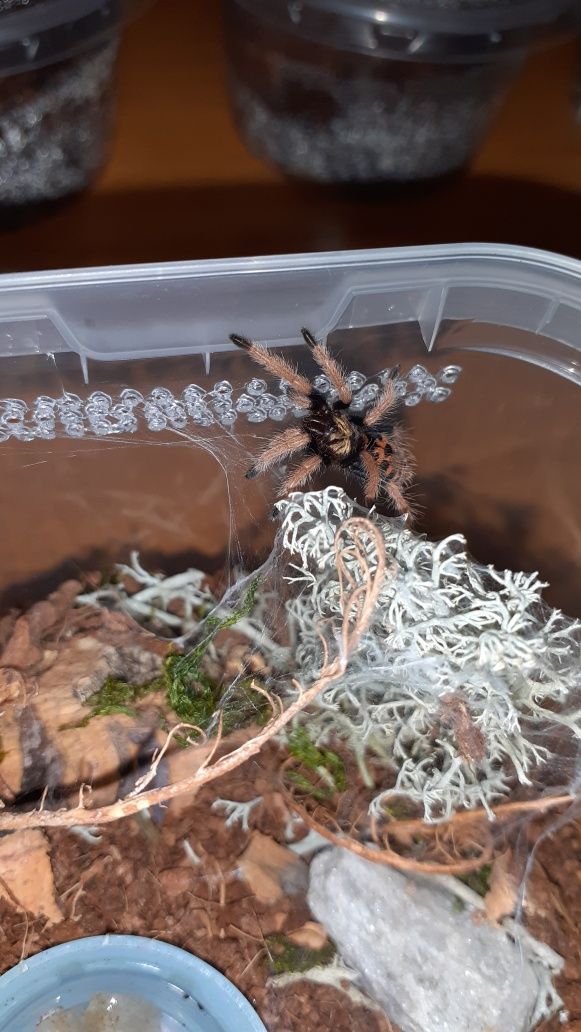 Chromatopelma cyaneopubescens l2 z gotowym pojemnikiem i karaczanami