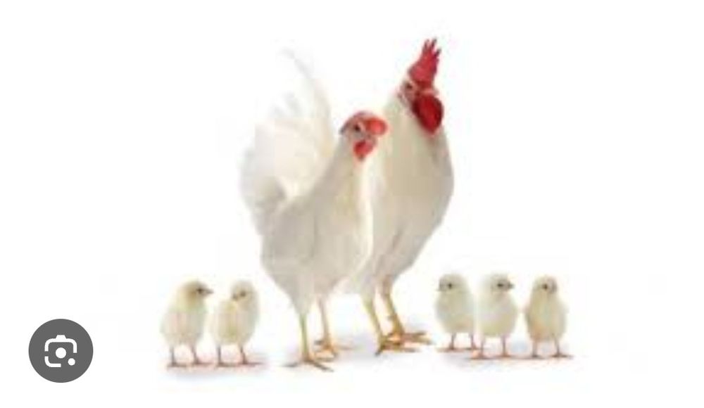 Яйце інкубаційне