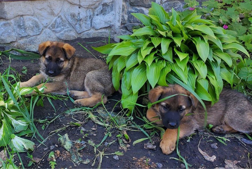 Продам цуценят Німецької вівчарки